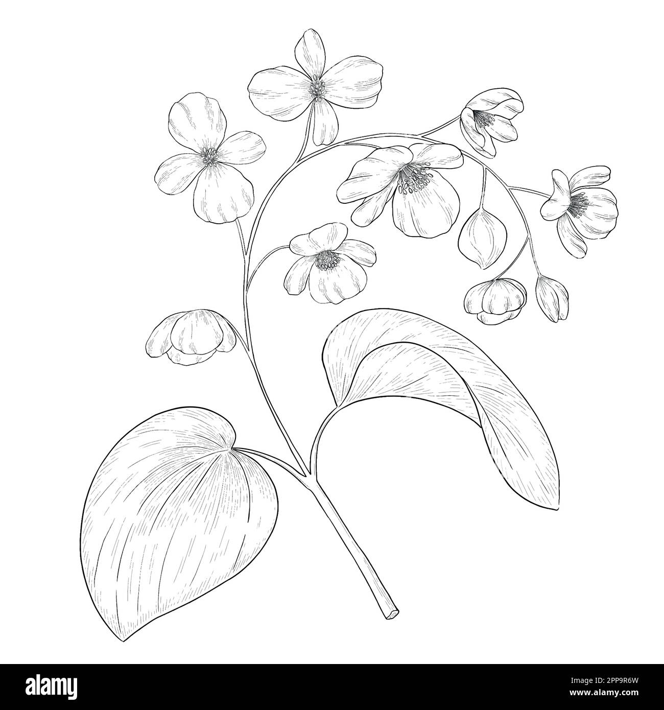 Delineare le illustrazioni vettoriali floreali. Perfetto per creare inviti, blog, confezioni e libri da colorare. Set di illustrazioni botaniche. Illustrazione Vettoriale