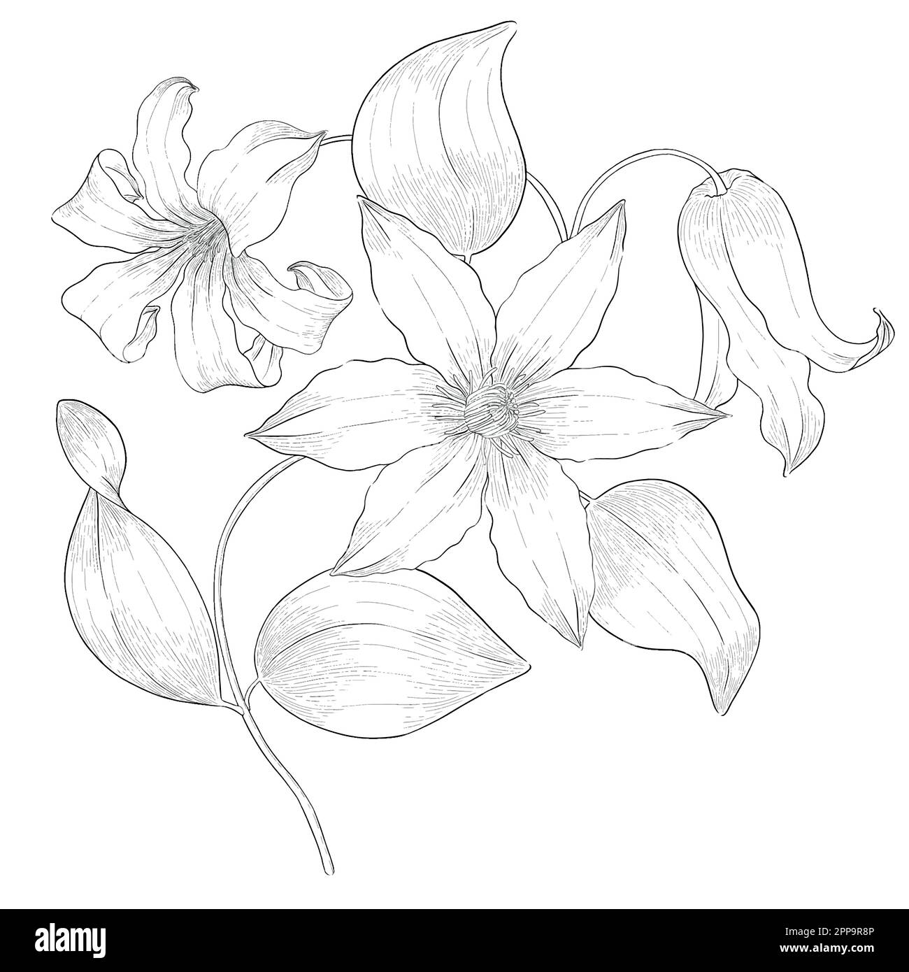 Delineare le illustrazioni vettoriali floreali. Perfetto per creare inviti, blog, confezioni e libri da colorare. Set di illustrazioni botaniche. Illustrazione Vettoriale