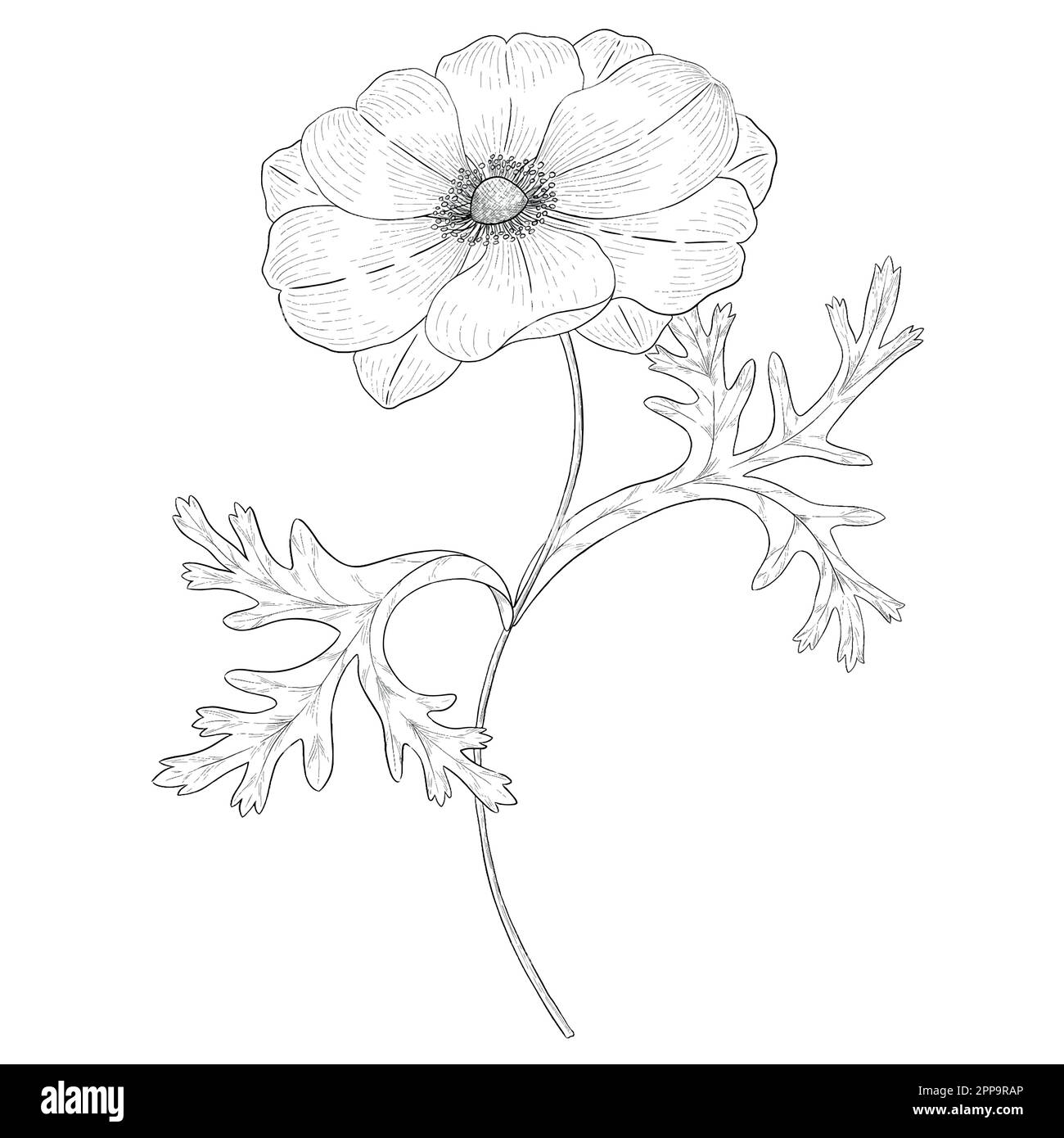 Delineare le illustrazioni vettoriali floreali. Perfetto per creare inviti, blog, confezioni e libri da colorare. Set di illustrazioni botaniche. Illustrazione Vettoriale