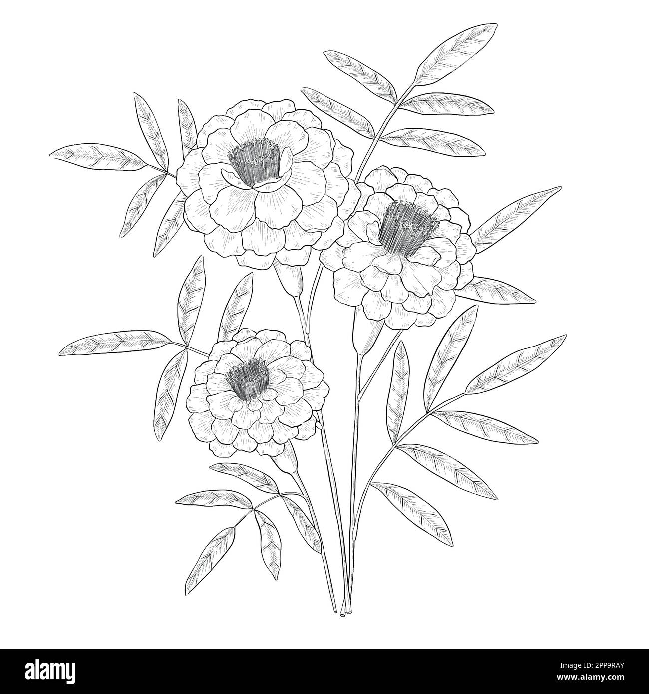 Delineare le illustrazioni vettoriali floreali. Perfetto per creare inviti, blog, confezioni e libri da colorare. Set di illustrazioni botaniche. Illustrazione Vettoriale