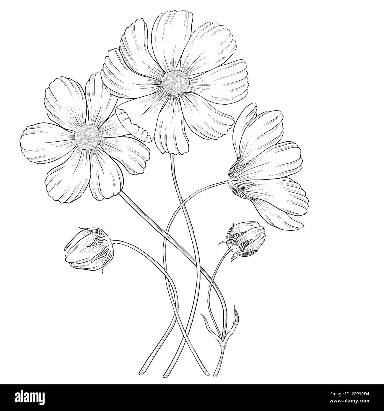 Delineare le illustrazioni vettoriali floreali. Perfetto per creare inviti, blog, confezioni e libri da colorare. Set di illustrazioni botaniche. Illustrazione Vettoriale