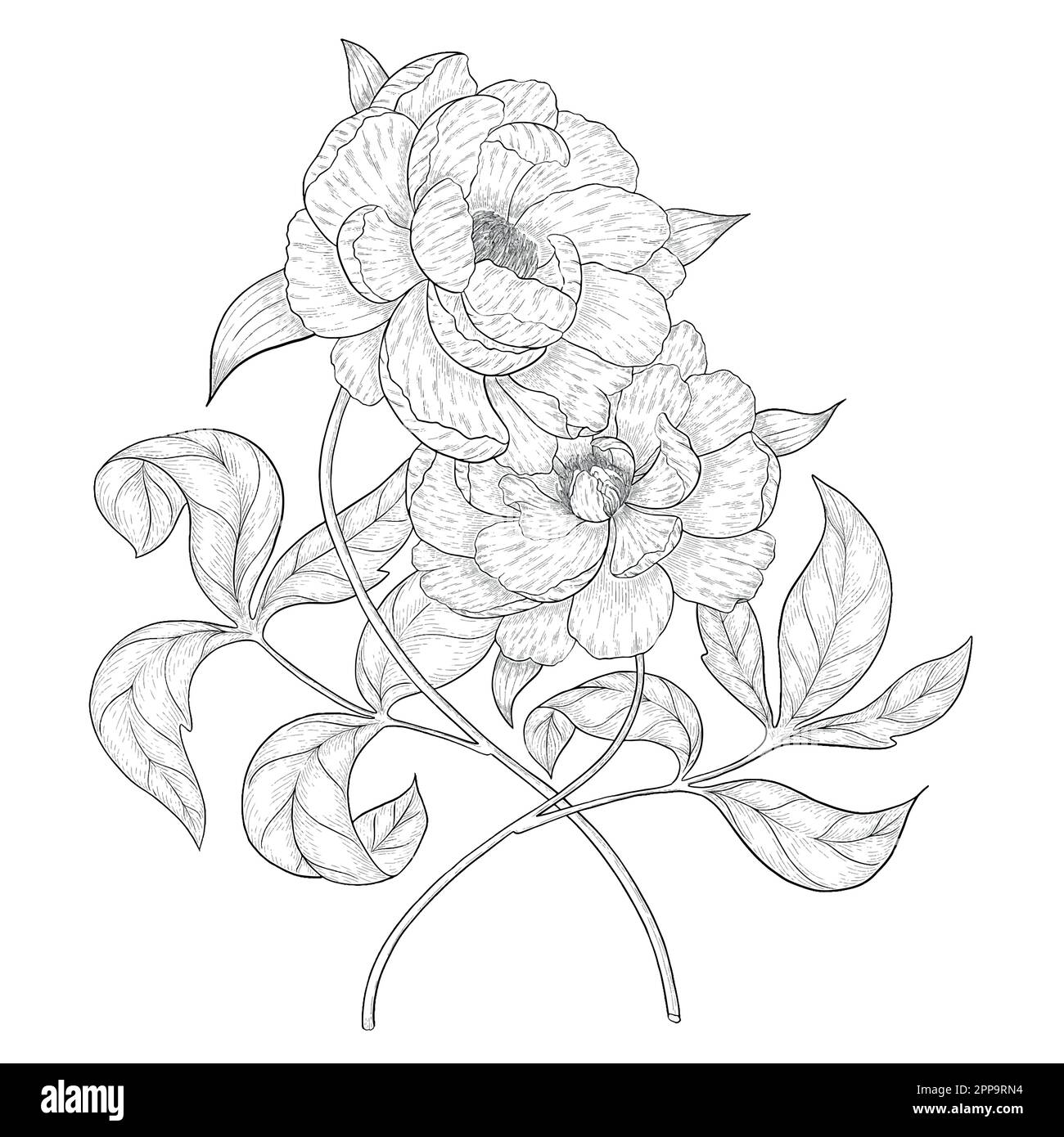 Delineare le illustrazioni vettoriali floreali. Perfetto per creare inviti, blog, confezioni e libri da colorare. Set di illustrazioni botaniche. Illustrazione Vettoriale