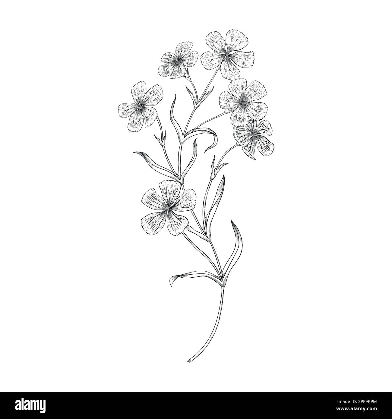 Delineare le illustrazioni vettoriali floreali. Perfetto per creare inviti, blog, confezioni e libri da colorare. Set di illustrazioni botaniche. Illustrazione Vettoriale