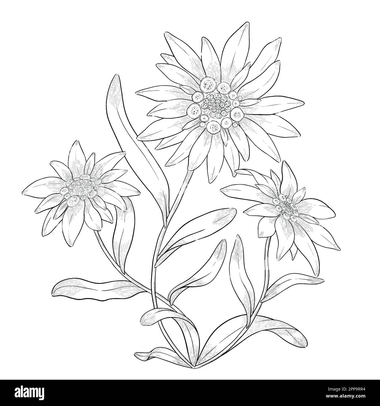 Delineare le illustrazioni vettoriali floreali. Perfetto per creare inviti, blog, confezioni e libri da colorare. Set di illustrazioni botaniche. Illustrazione Vettoriale