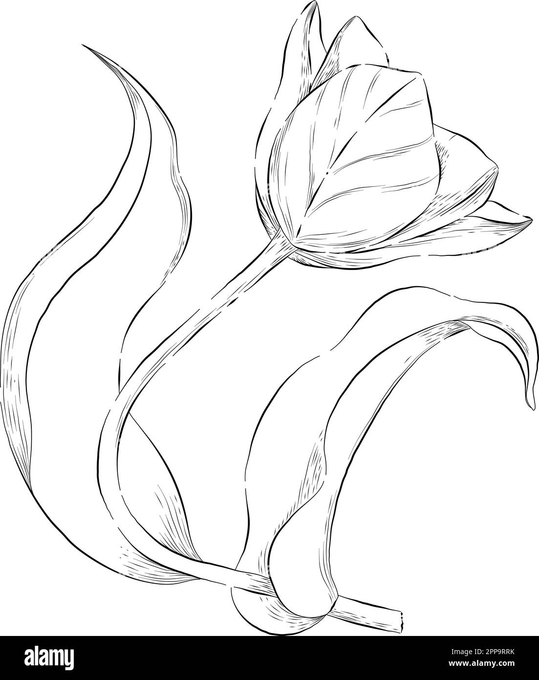 Delineare le illustrazioni vettoriali floreali. Perfetto per creare inviti, blog, confezioni e libri da colorare. Set di illustrazioni botaniche. Illustrazione Vettoriale