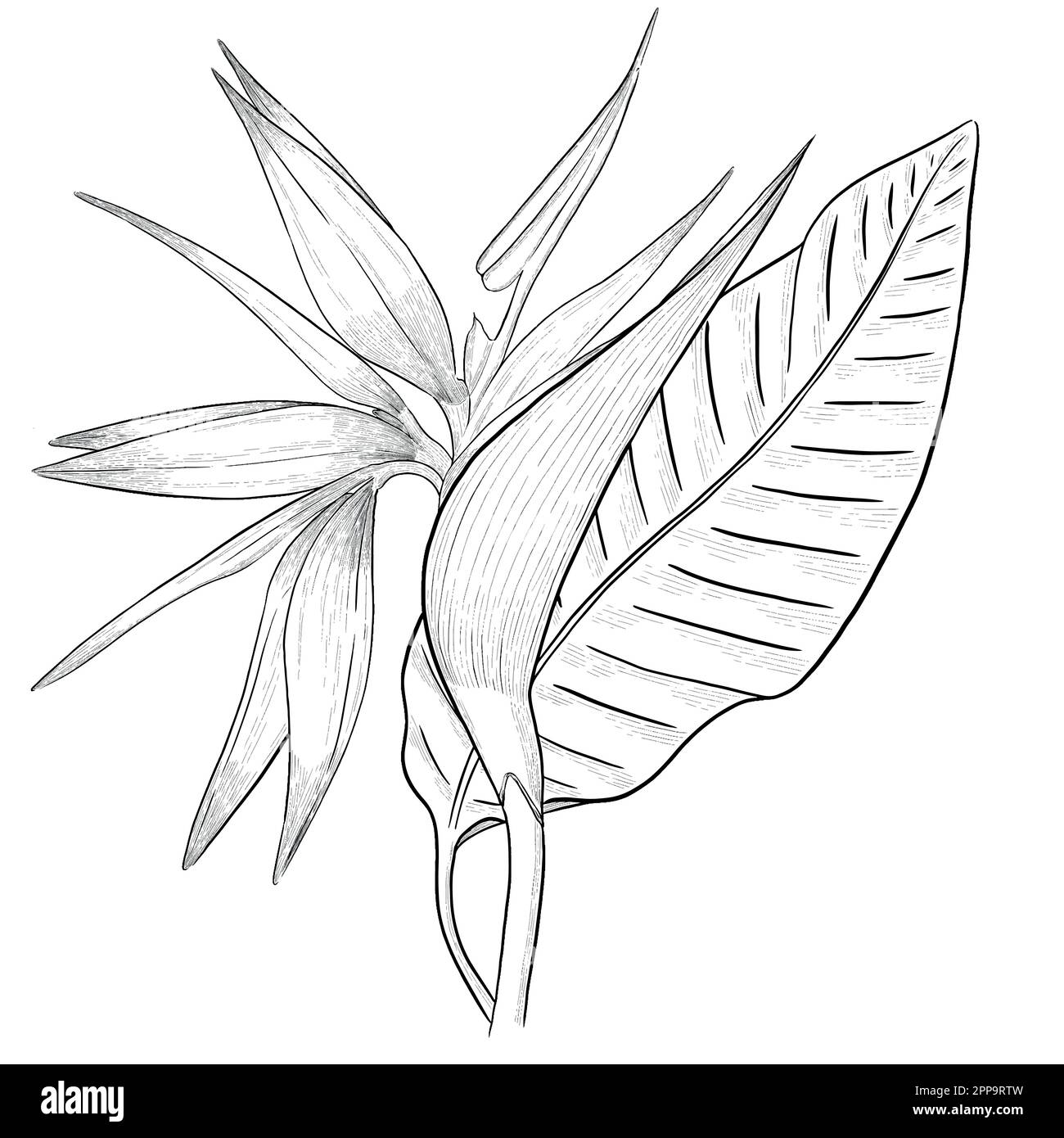 Delineare le illustrazioni vettoriali floreali. Perfetto per creare inviti, blog, confezioni e libri da colorare. Set di illustrazioni botaniche. Illustrazione Vettoriale