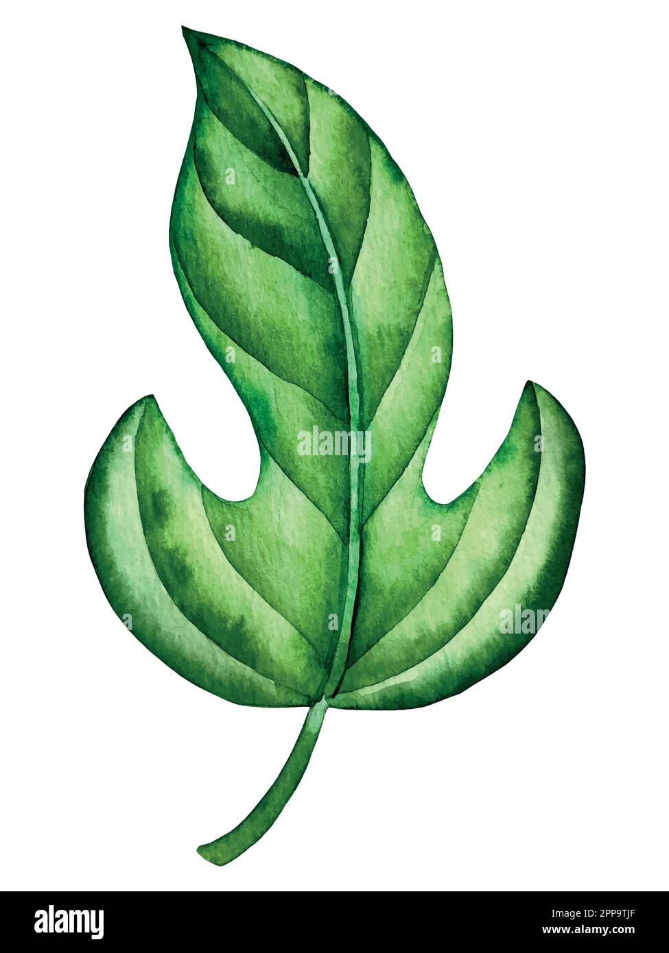 Set vettoriale acquerello di piante tropicali e fiori. Decorazioni esotiche. Illustrazione Vettoriale