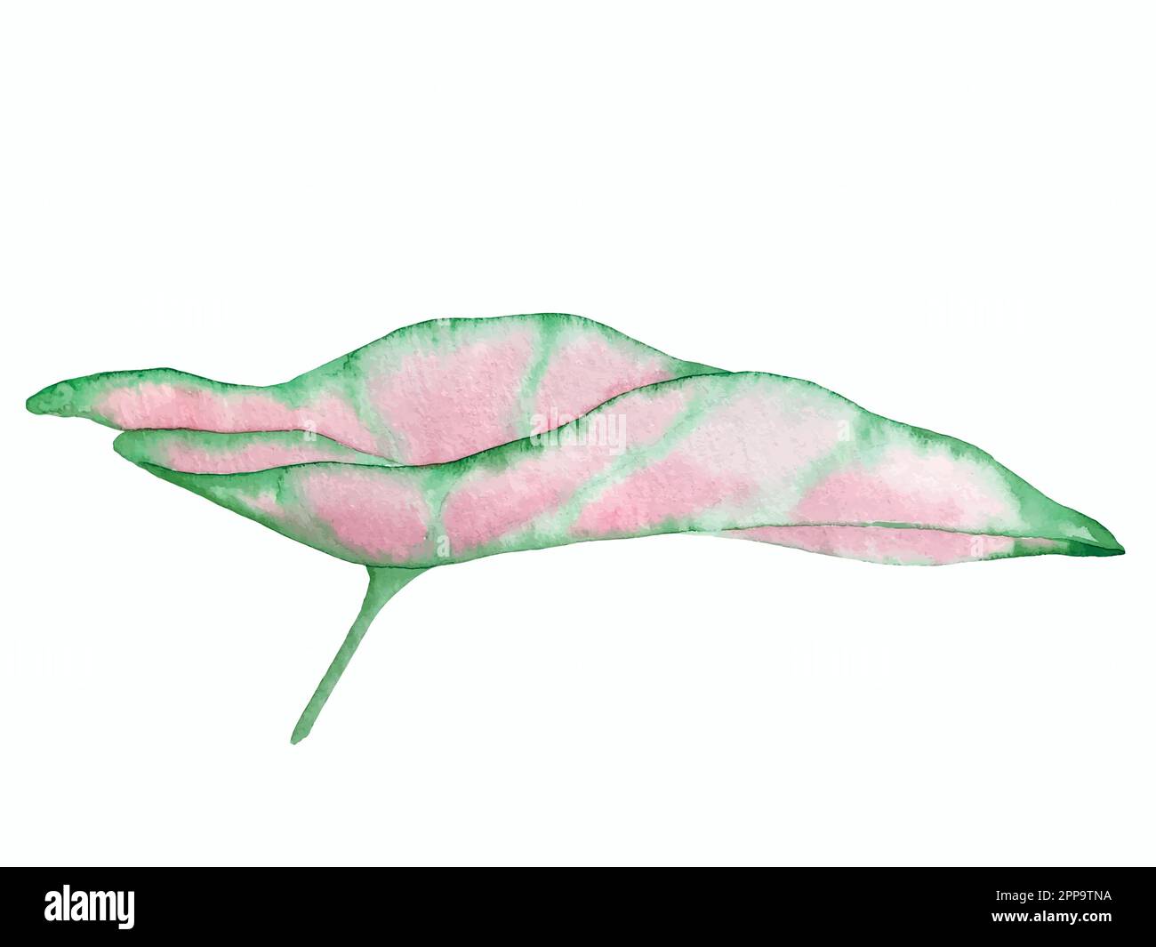 Set vettoriale acquerello di piante tropicali e fiori. Decorazioni esotiche. Illustrazione Vettoriale