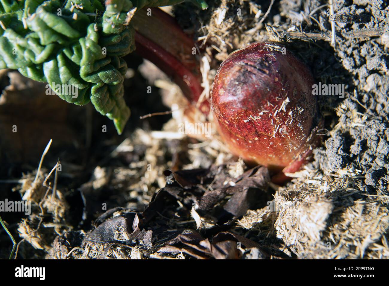 rabardo con germogli all'inizio della primavera Foto Stock