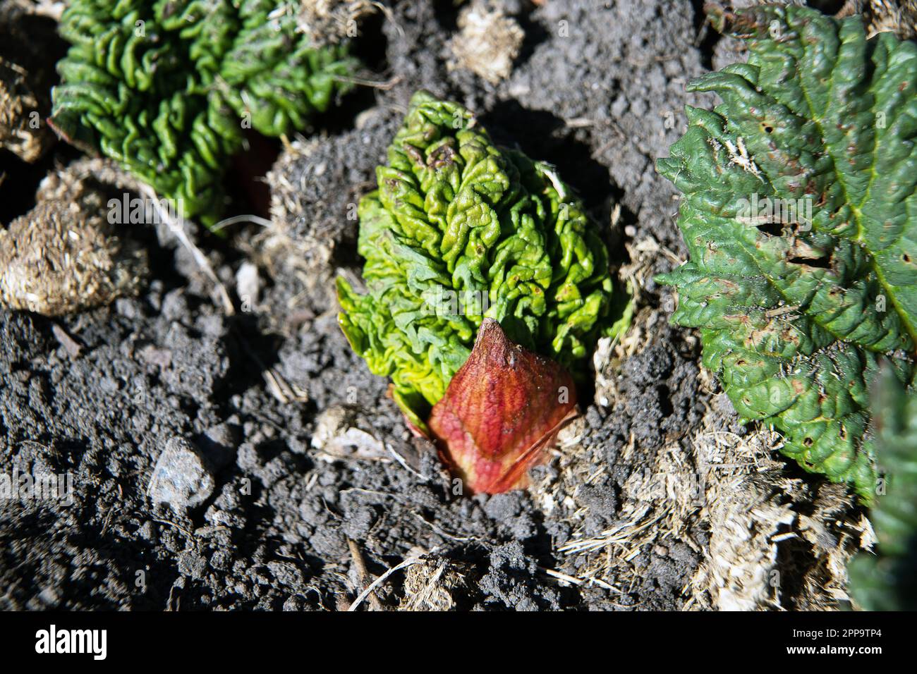 rabardo con germogli all'inizio della primavera Foto Stock