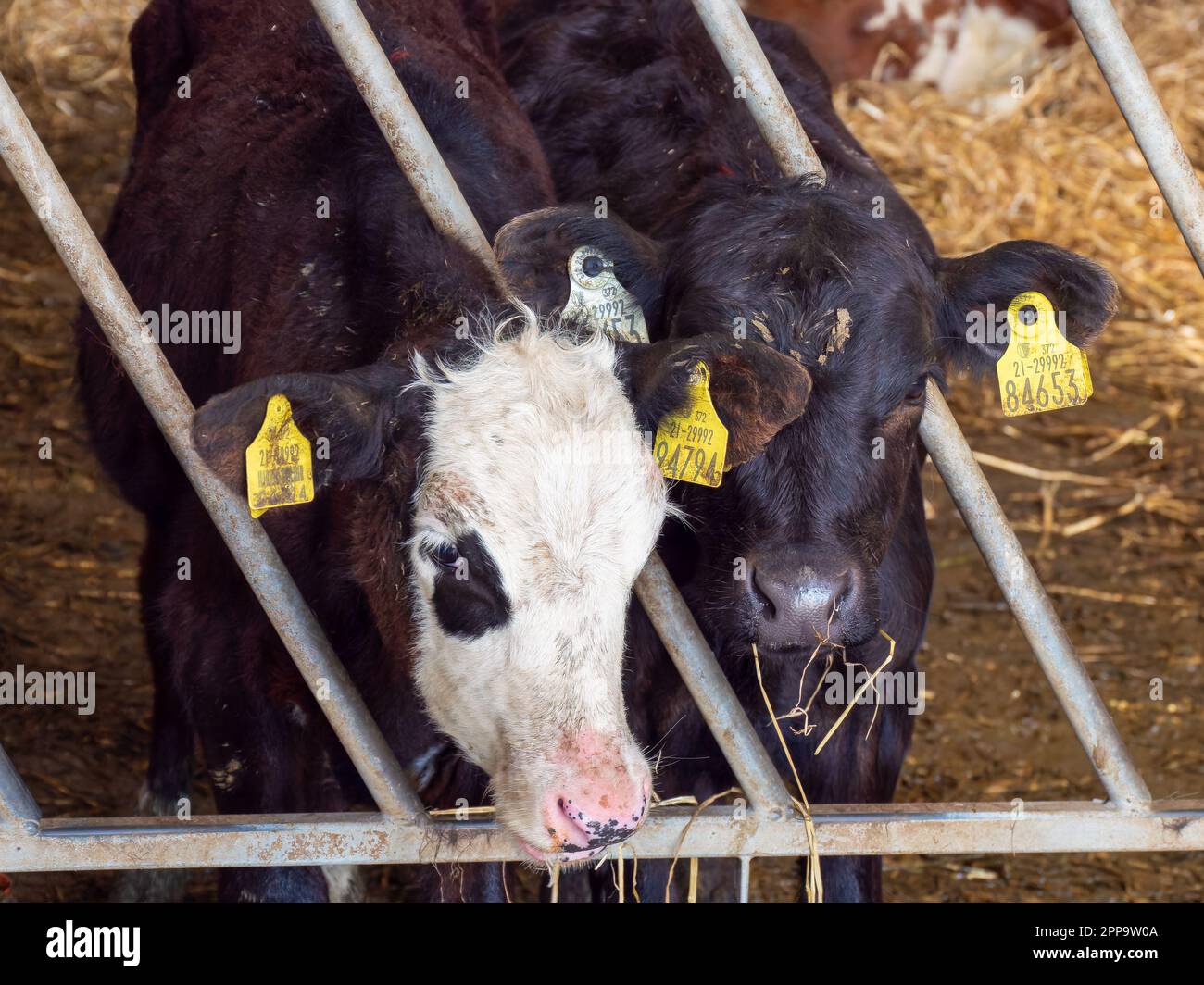 Due piccoli vitelli guardano attraverso le barre di una recinzione metallica. Animali in fattoria. Ritratti di animali. Vacca bianca e nera Foto Stock