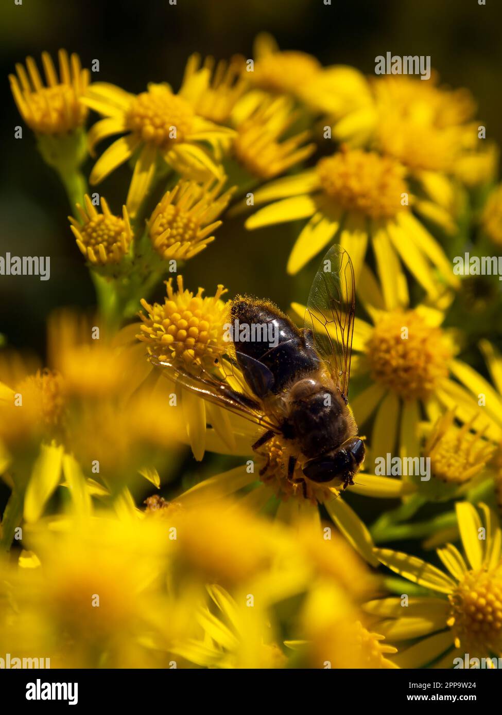 Una grande mosca simile ad un'ape si siede su un fiore giallo, macro. Le mosche del pelo, dette anche mosche del fiore o mosche dello sciroppi, costituiscono la famiglia degli insetti Syrphidae. Foto Stock