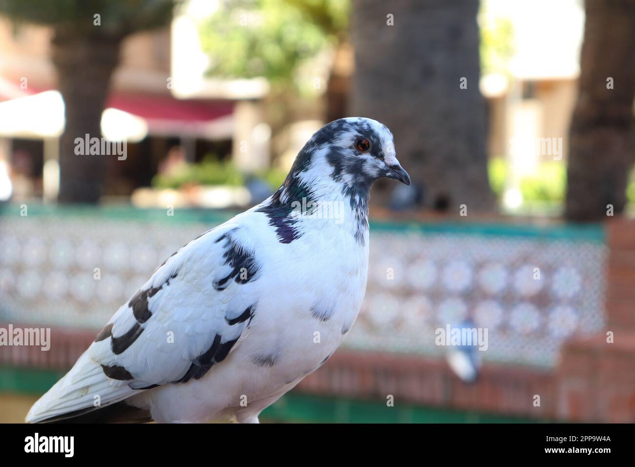 Bianco con macchie nere piccione nel parco, primo piano, messa a fuoco selettiva Foto Stock