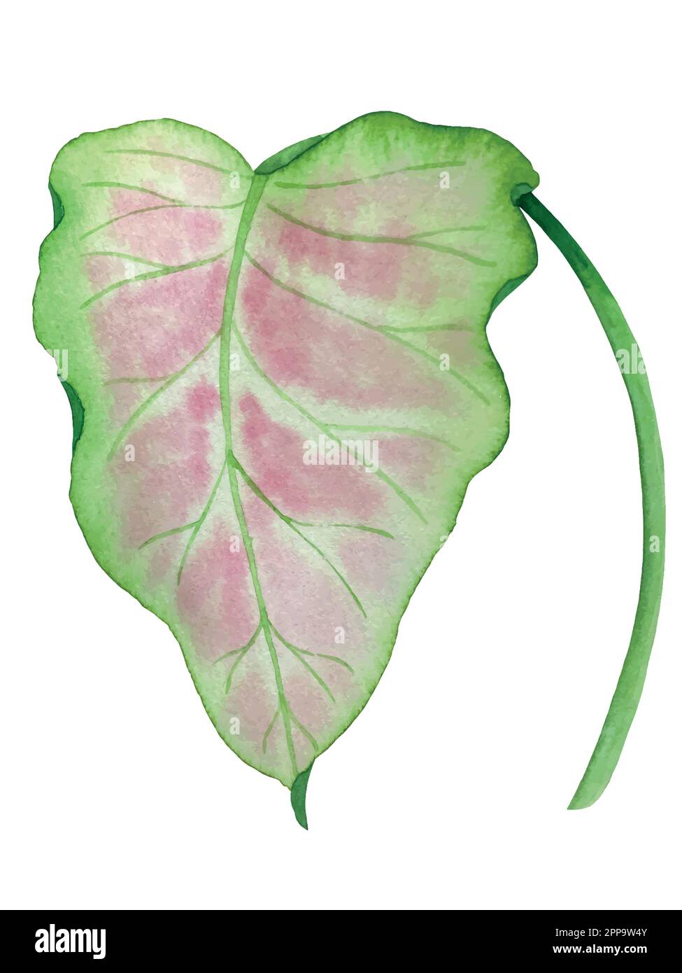 Set vettoriale acquerello di piante tropicali e fiori. Decorazioni esotiche. Illustrazione Vettoriale