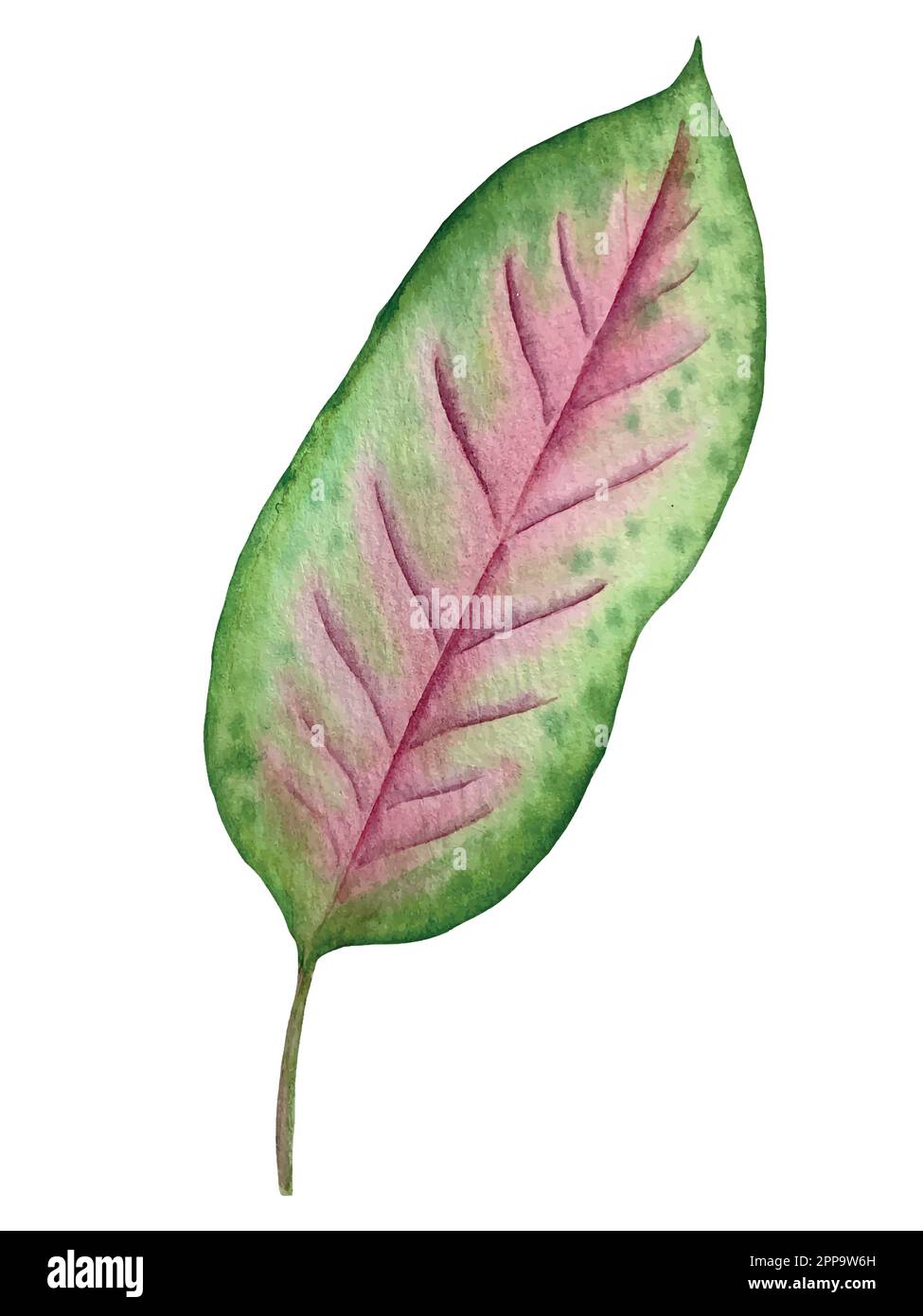 Set vettoriale acquerello di piante tropicali e fiori. Decorazioni esotiche. Illustrazione Vettoriale