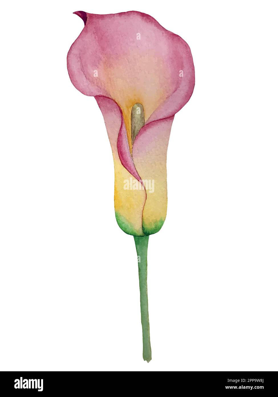 Set vettoriale acquerello di piante tropicali e fiori. Decorazioni esotiche. Illustrazione Vettoriale