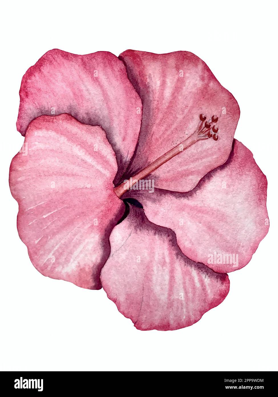 Set vettoriale acquerello di piante tropicali e fiori. Decorazioni esotiche. Illustrazione Vettoriale