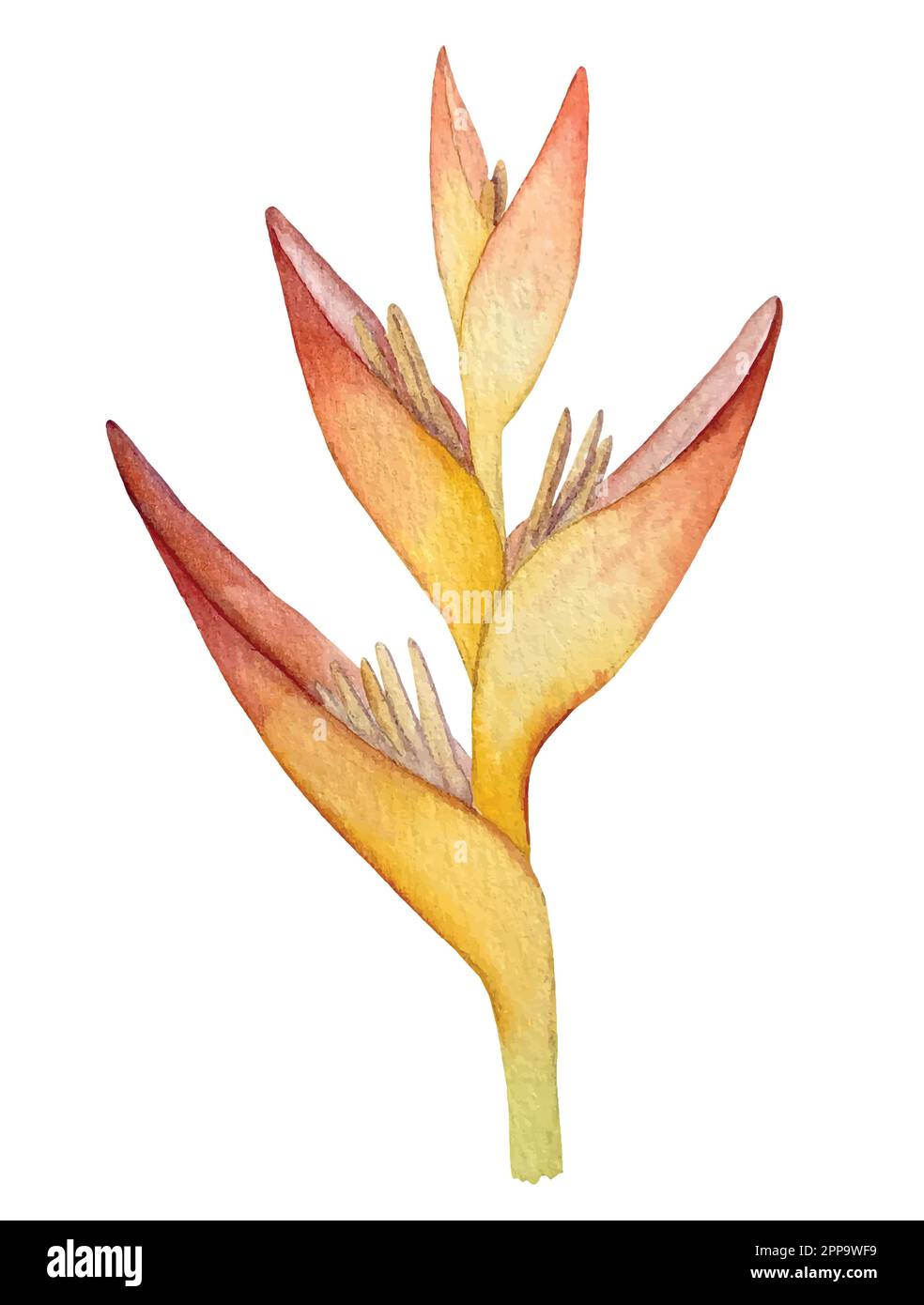 Set vettoriale acquerello di piante tropicali e fiori. Decorazioni esotiche. Illustrazione Vettoriale