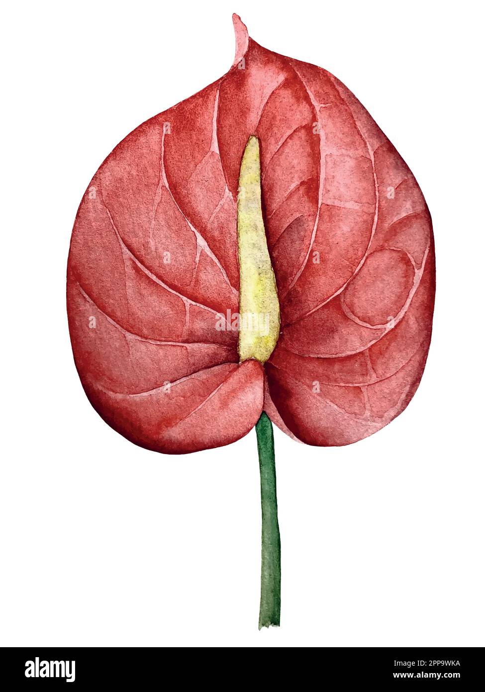 Set vettoriale acquerello di piante tropicali e fiori. Decorazioni esotiche. Illustrazione Vettoriale