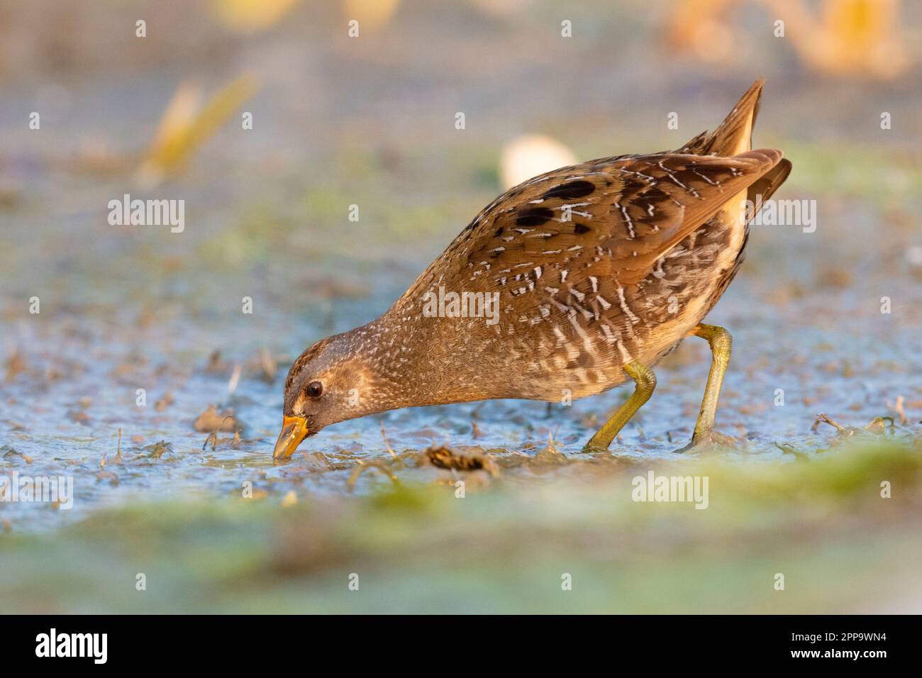 Crusca macchiata (Porzana porzana), vista laterale di un individuo in una palude, Campania, Italia Foto Stock