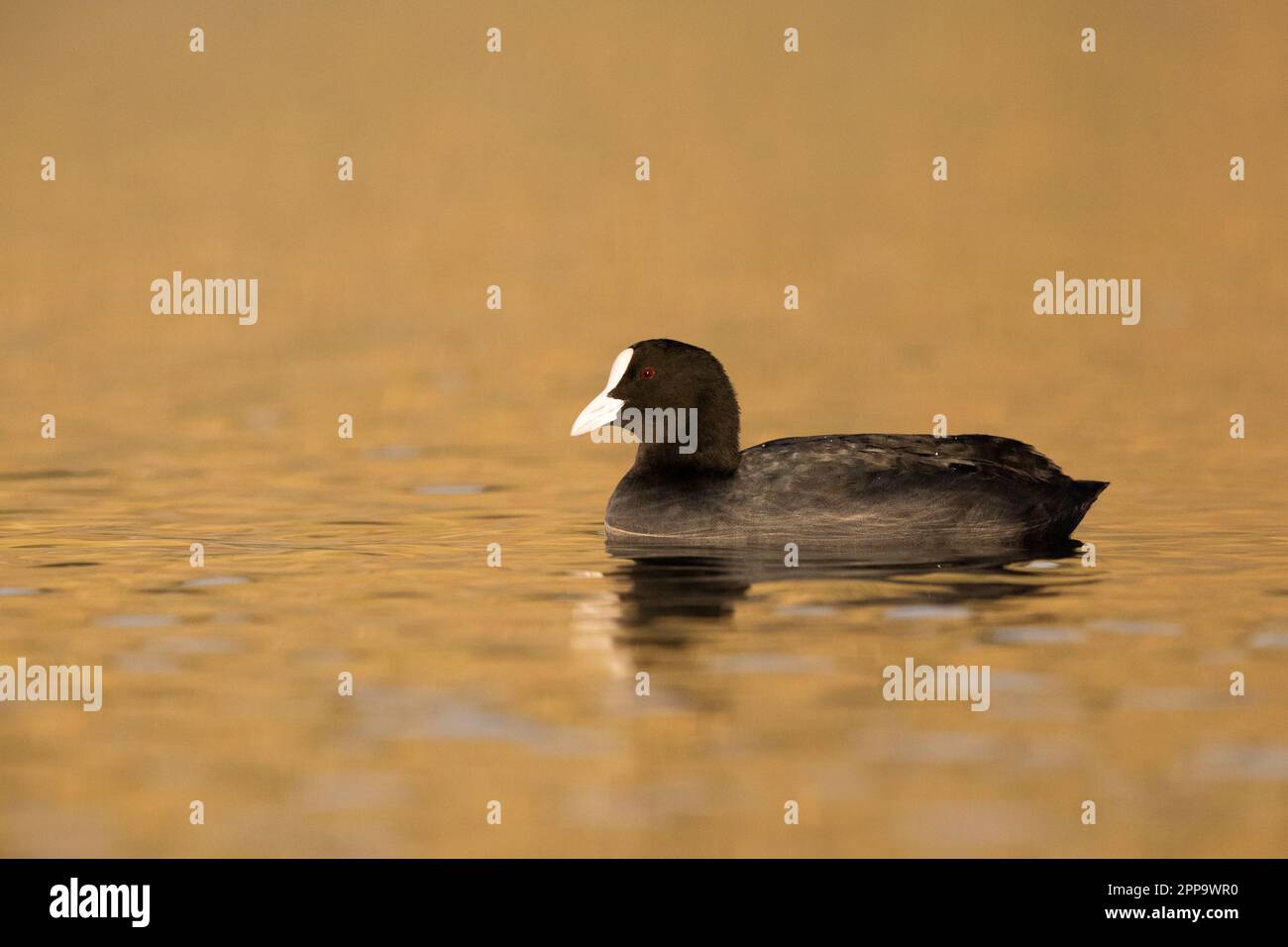 Coot eurasiatico (Fulica atra), vista laterale di un adulto nuoto, Campania, Italia Foto Stock