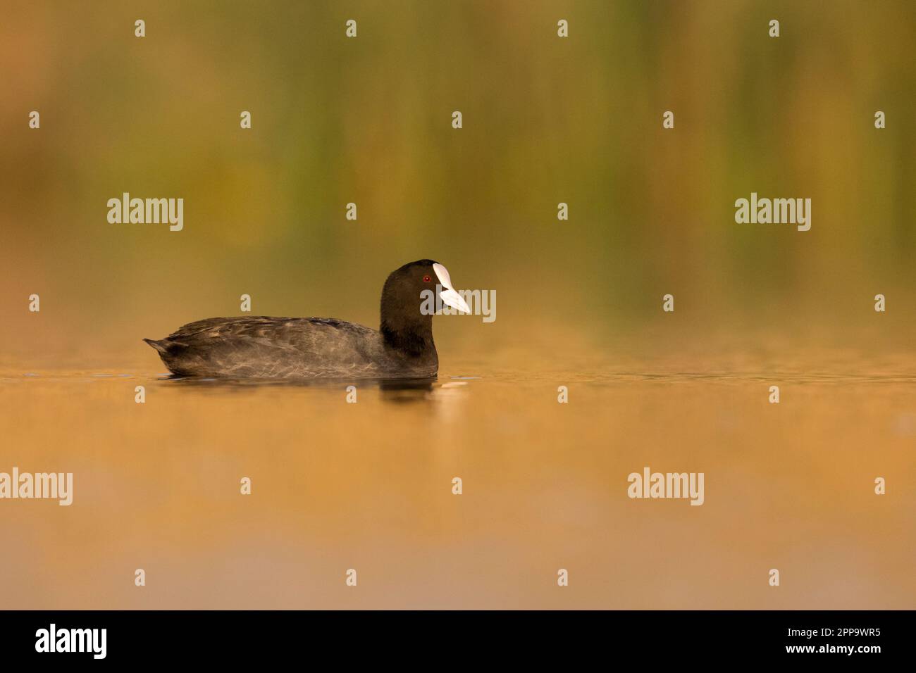 Coot eurasiatico (Fulica atra), vista laterale di un adulto nuoto, Campania, Italia Foto Stock