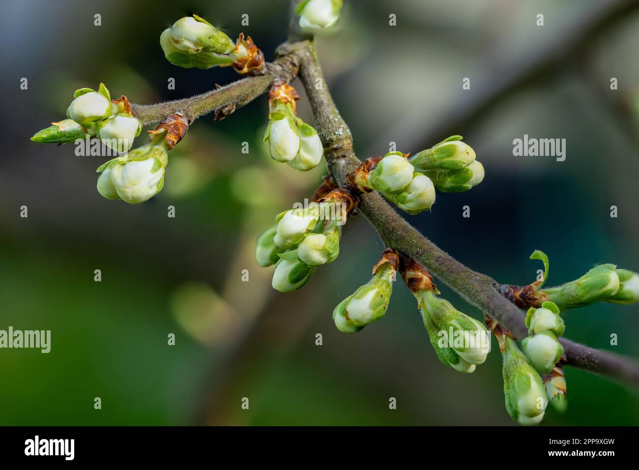 ramo di un albero in primavera Foto Stock