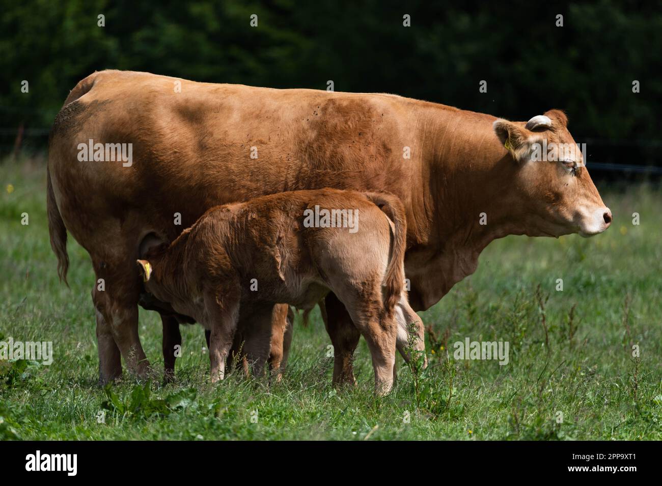 Un vitello che beve latte da sua madre vacca. Foto Stock