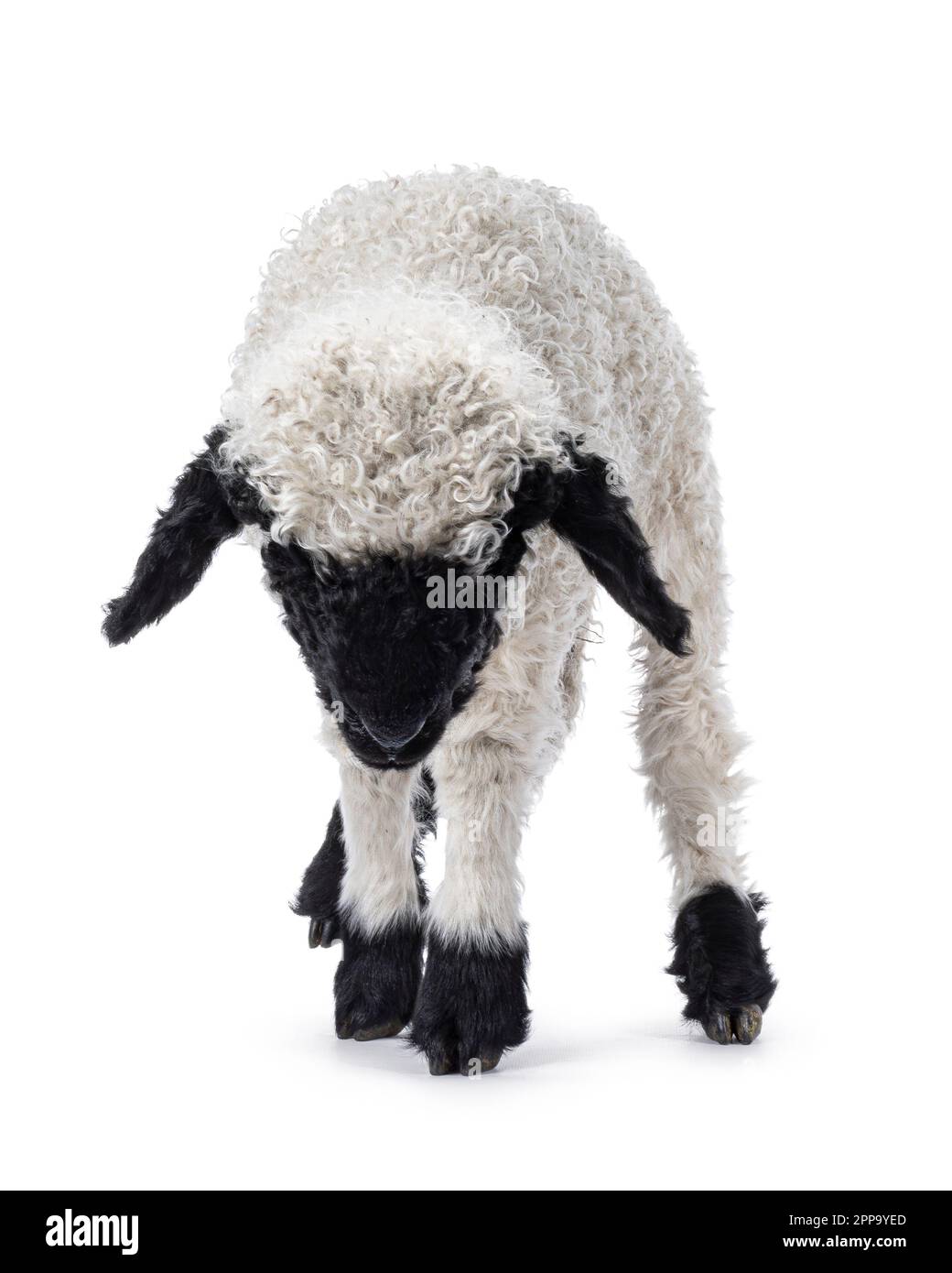 Adorabile Walliser Schwartznase di una settimana e mezza, alias Valais Blacknose agnello, in piedi di fronte. Testa giù, guardando verso terra. Isolato o Foto Stock