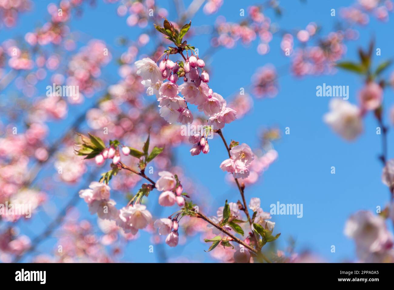 Sakura Cherry Blossom ramo su sfondo blu cielo Foto Stock
