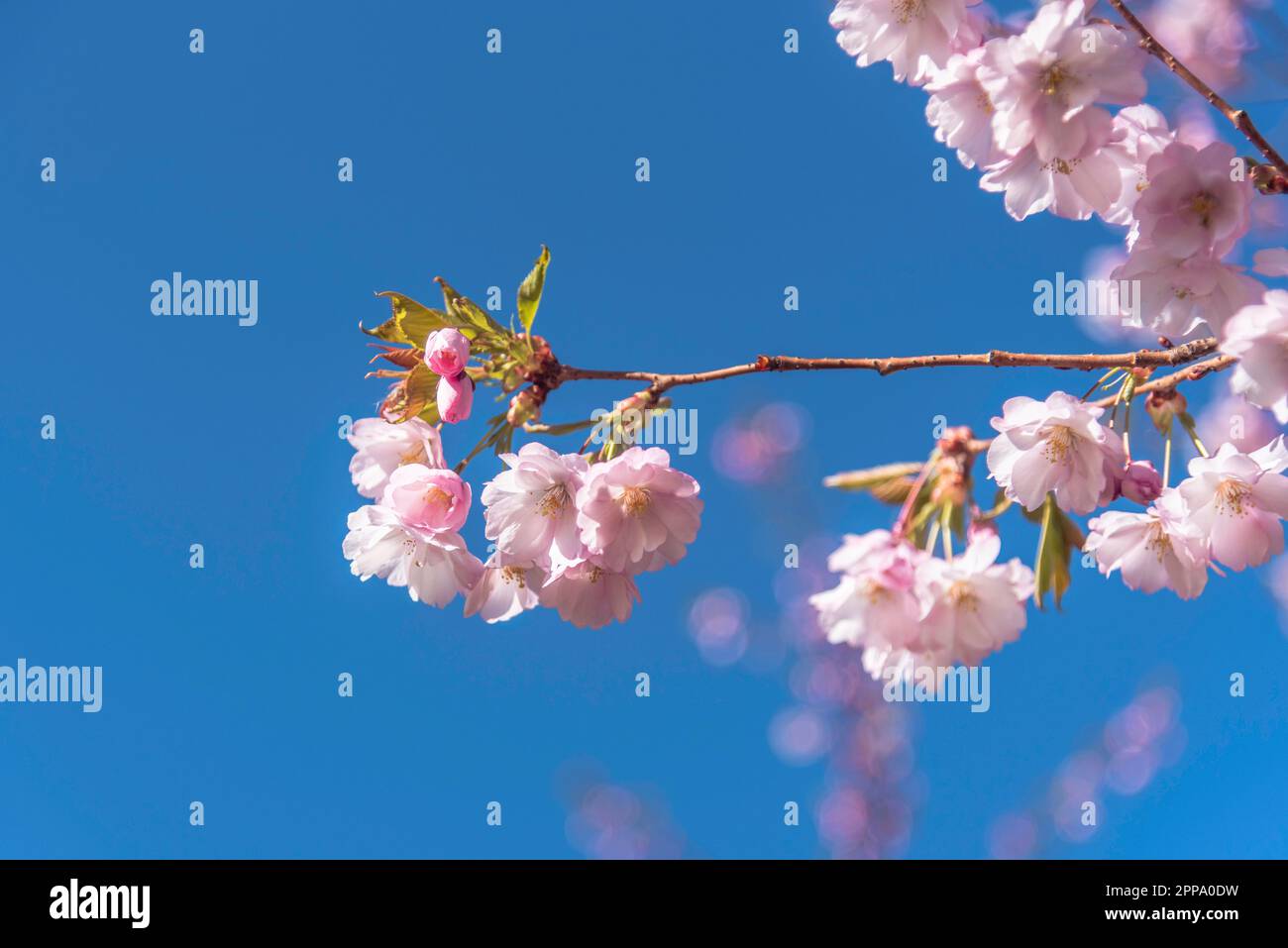 Sakura Cherry Blossom ramo su sfondo blu cielo Foto Stock