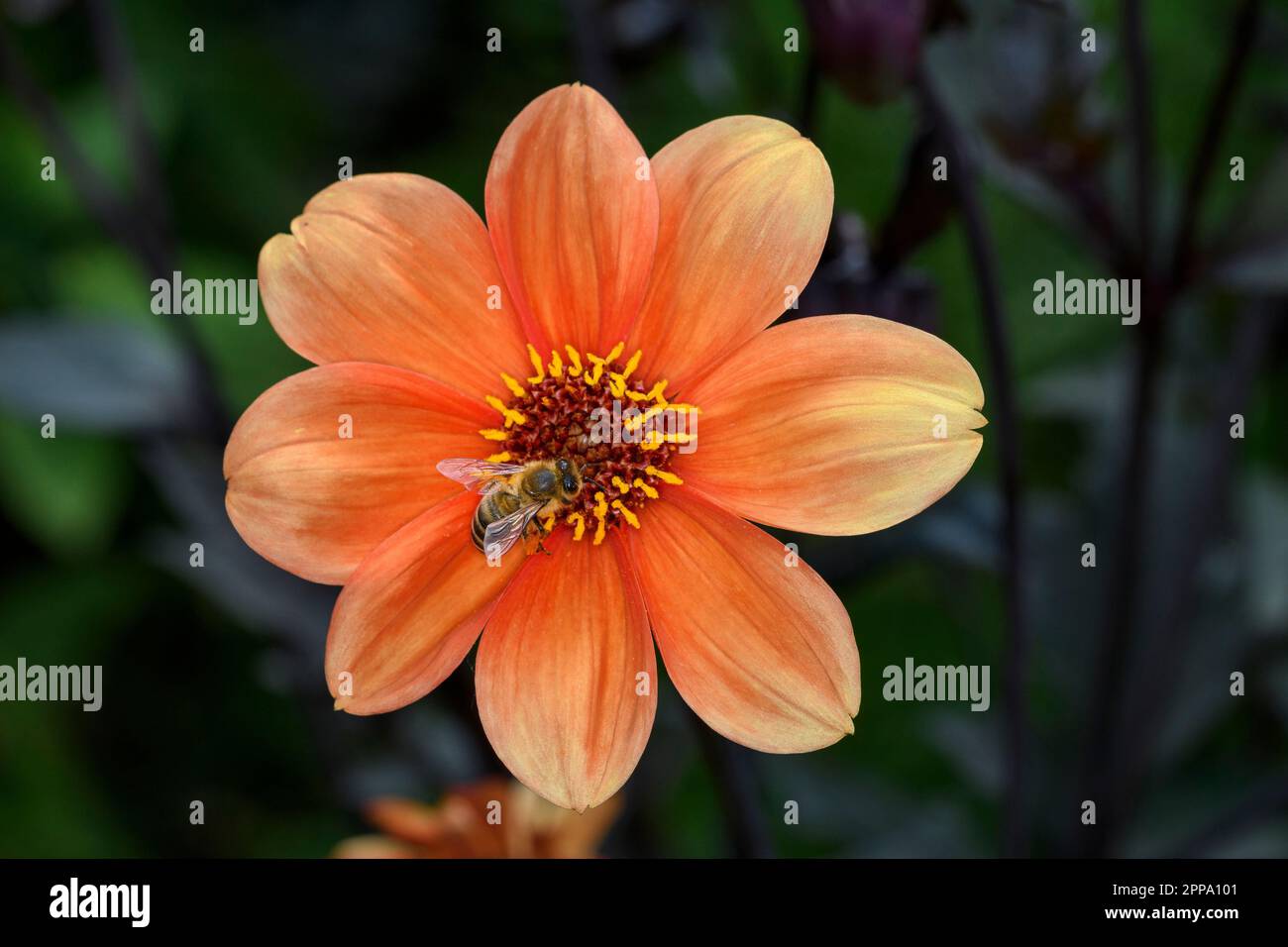 Ape - Apis mellifera - impollinare una fioritura della dahlia rossa - Dahlia coccinea Foto Stock