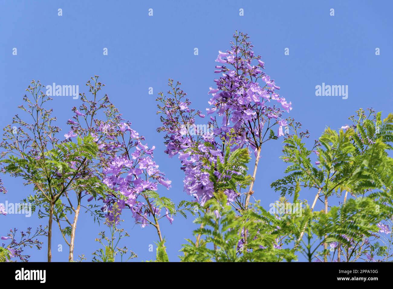 Fiori viola e semi dell'albero di Jacaranda tra il fogliame contro il cielo blu. Primo piano Foto Stock