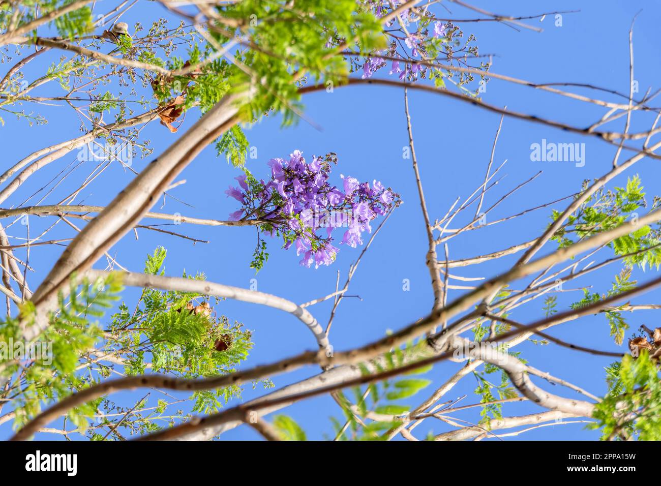 Fiori viola e semi dell'albero di Jacaranda tra il fogliame contro il cielo blu. Primo piano Foto Stock