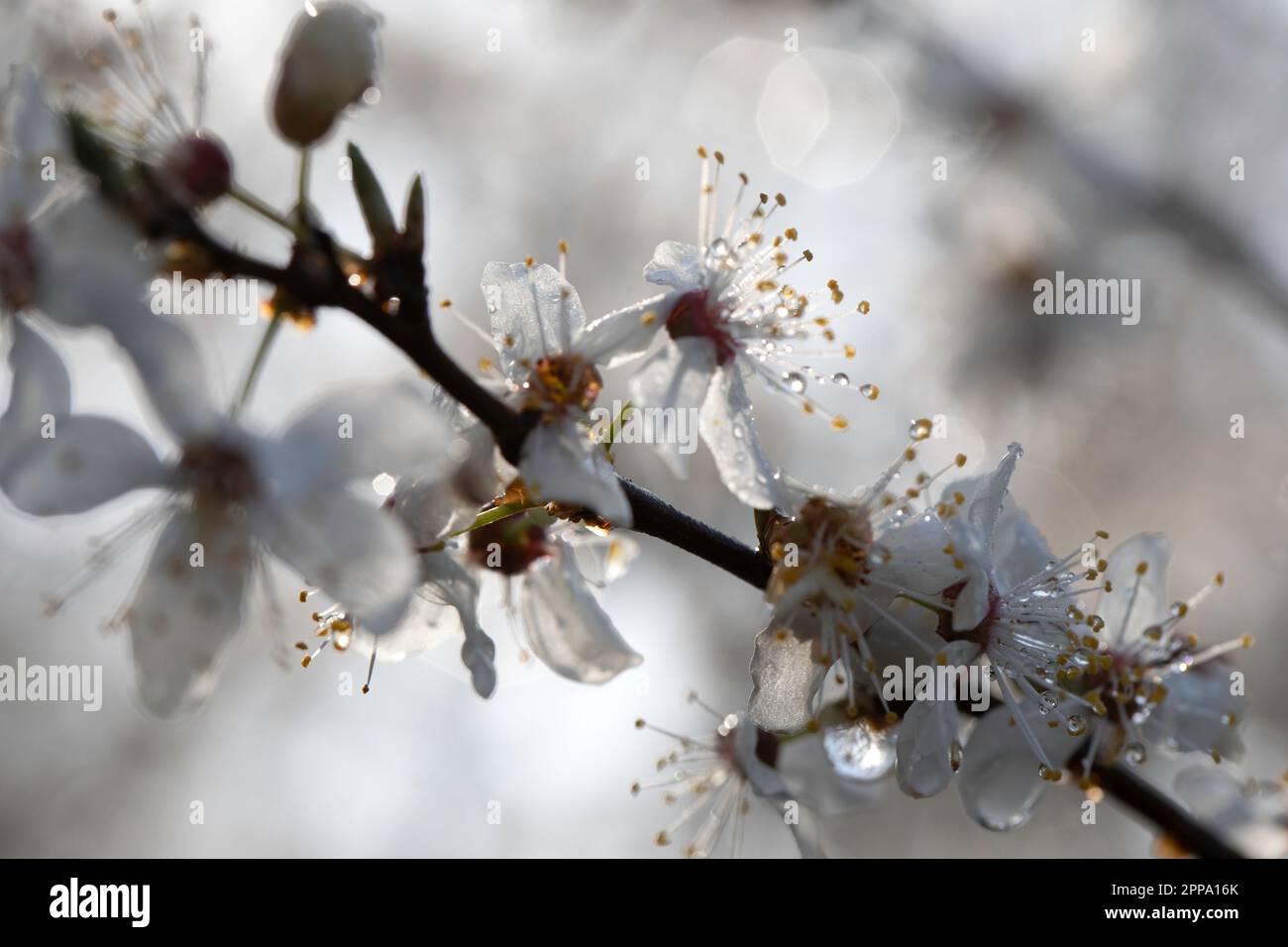 Fiori bianchi su rami di albero, primavera. Probabilmente un ciliegio. Foto Stock