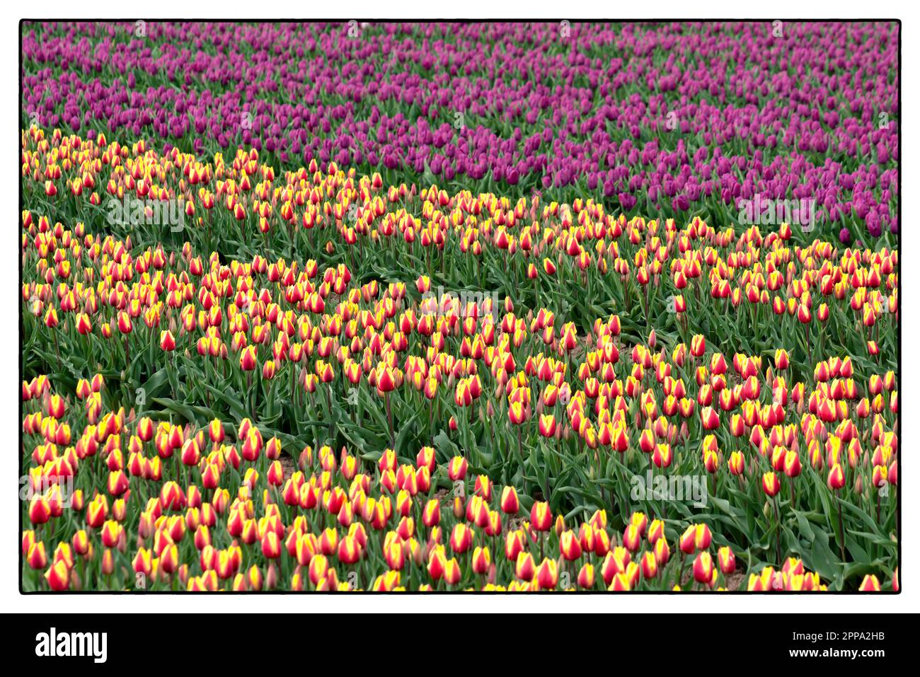 Tulip Field al tramonto vicino ad Arnhem - Olanda. 2023 vvvbvanbree fotografie Foto Stock