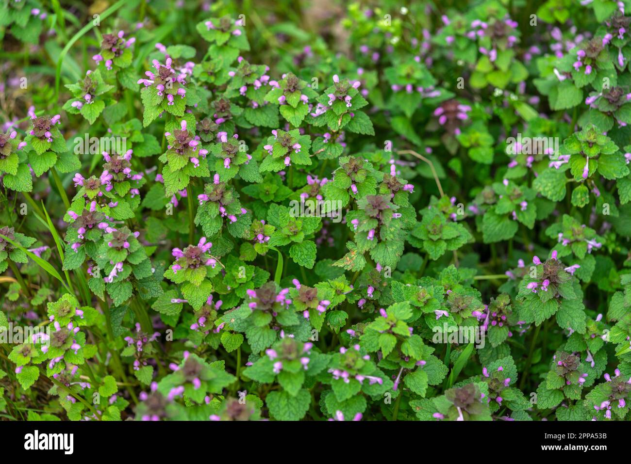 Un campo di piante di Lamium purpurpurpureum in fiore - deadortle porpora, una pianta della famiglia della menta, Germania, Europa Foto Stock
