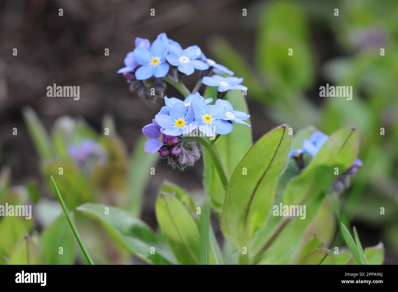 Primo piano di fiori di miosotis blu, vista laterale, sfondo sfocato Foto Stock