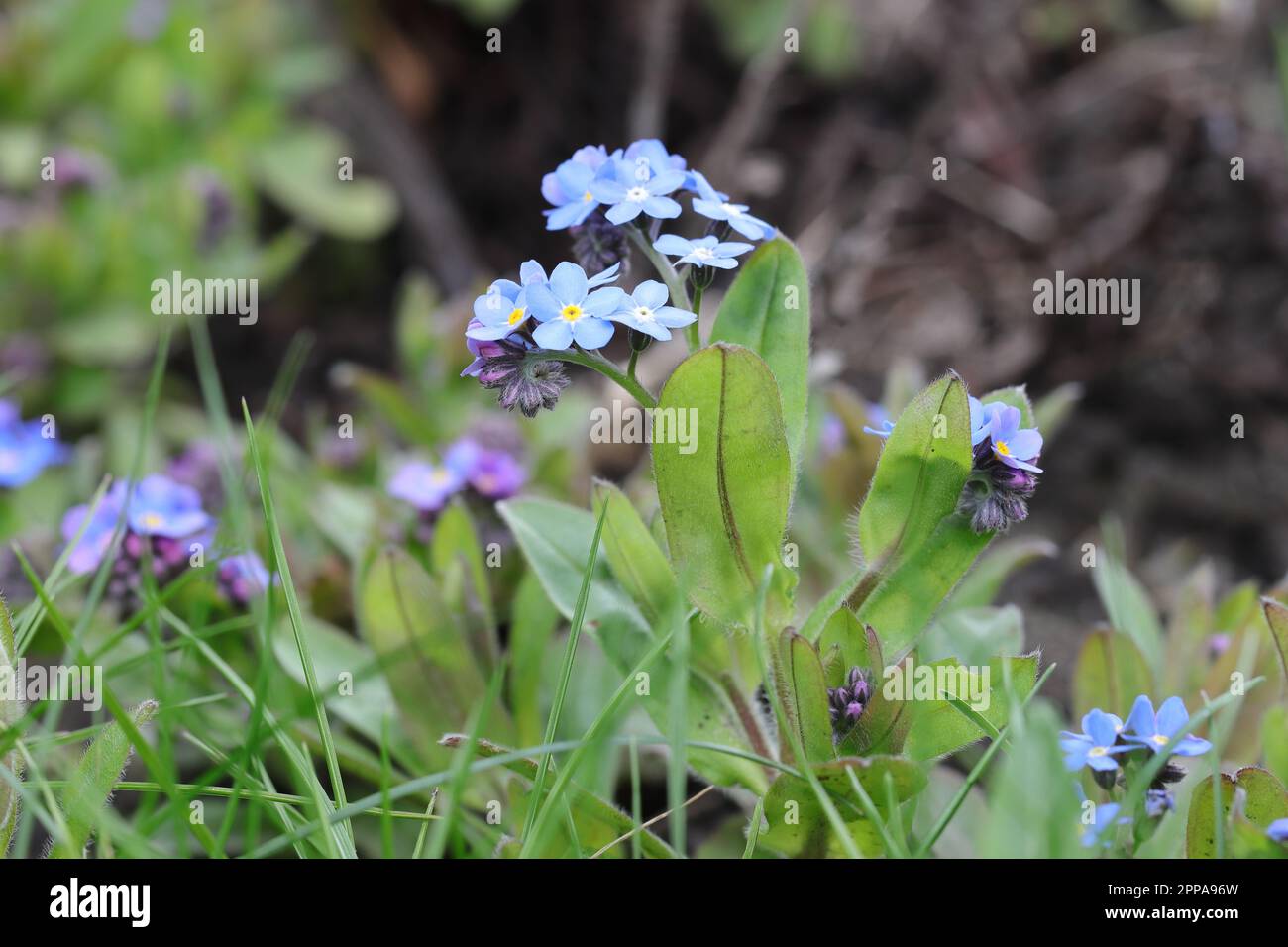 Primo piano di fiori di miosotis blu in un giardino, vista laterale Foto Stock