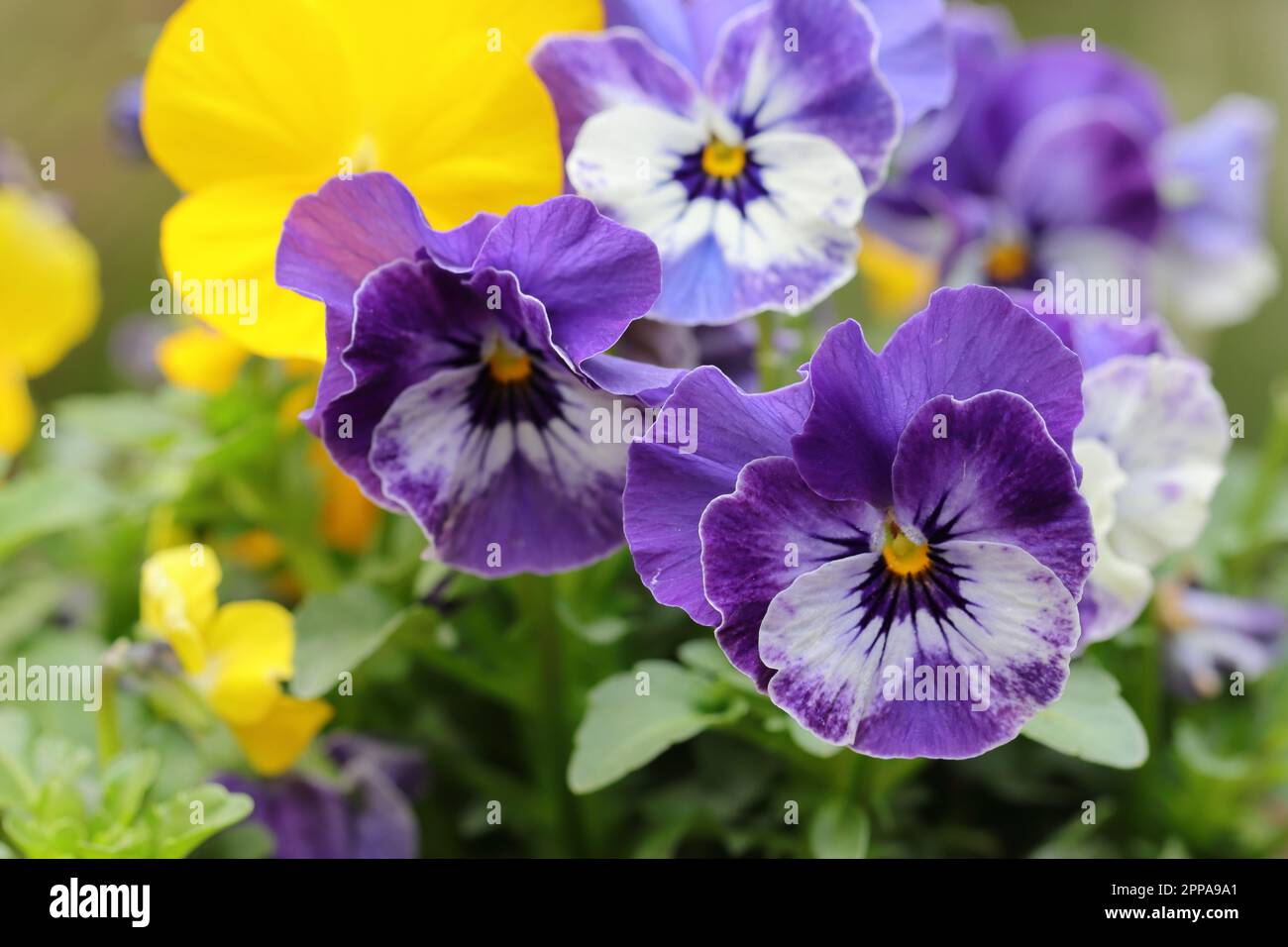 Primo piano di belle violette a due toni corna in un vaso di fiori Foto Stock