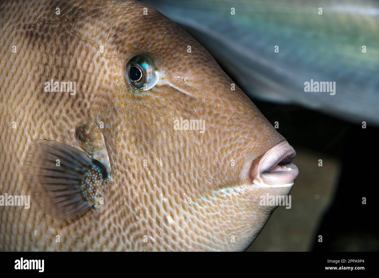 Pesce Triggerfish grigio, shot medio rivolto verso destra. Foto Stock