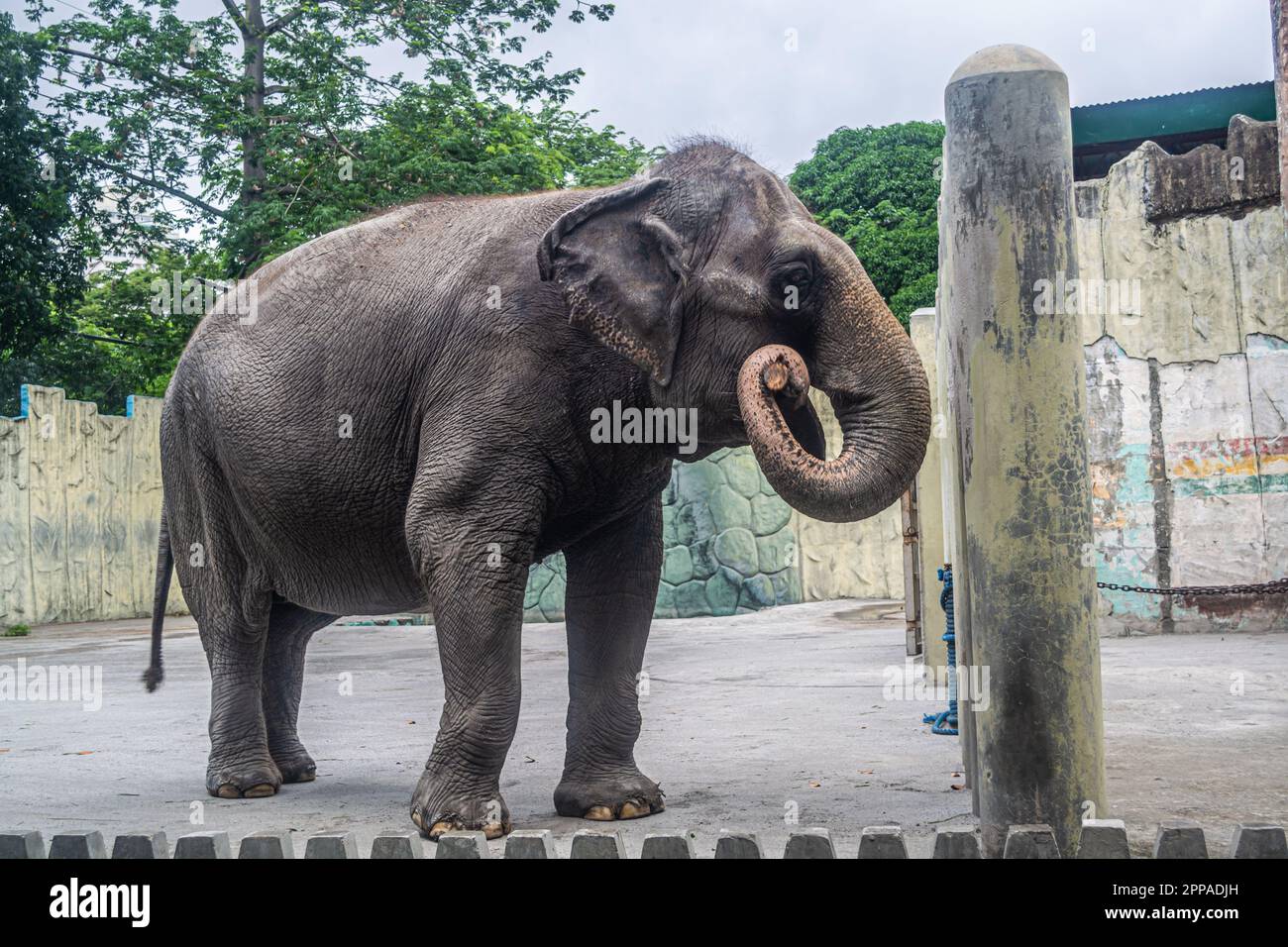 Il Mali e' l'unica attrazione degli elefanti presso lo Zoo di Manila nelle Filippine Foto Stock