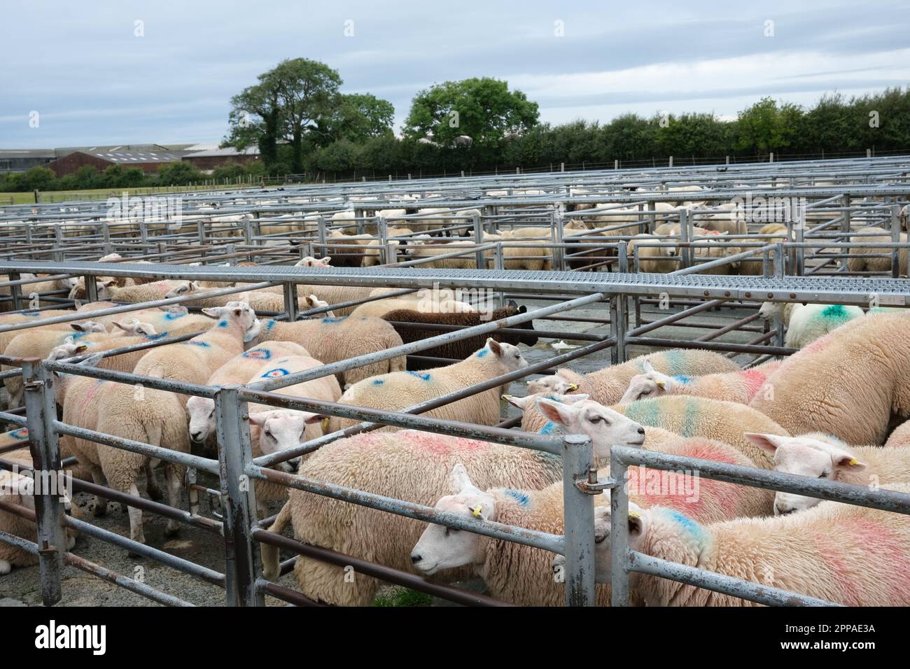 Un gran numero di pecore e agnelli, che si estendono in lontananza, pronti per l'asta a Morgan Evans, Sheep Sales , Anglesey, North Wales, agosto 2022 Foto Stock