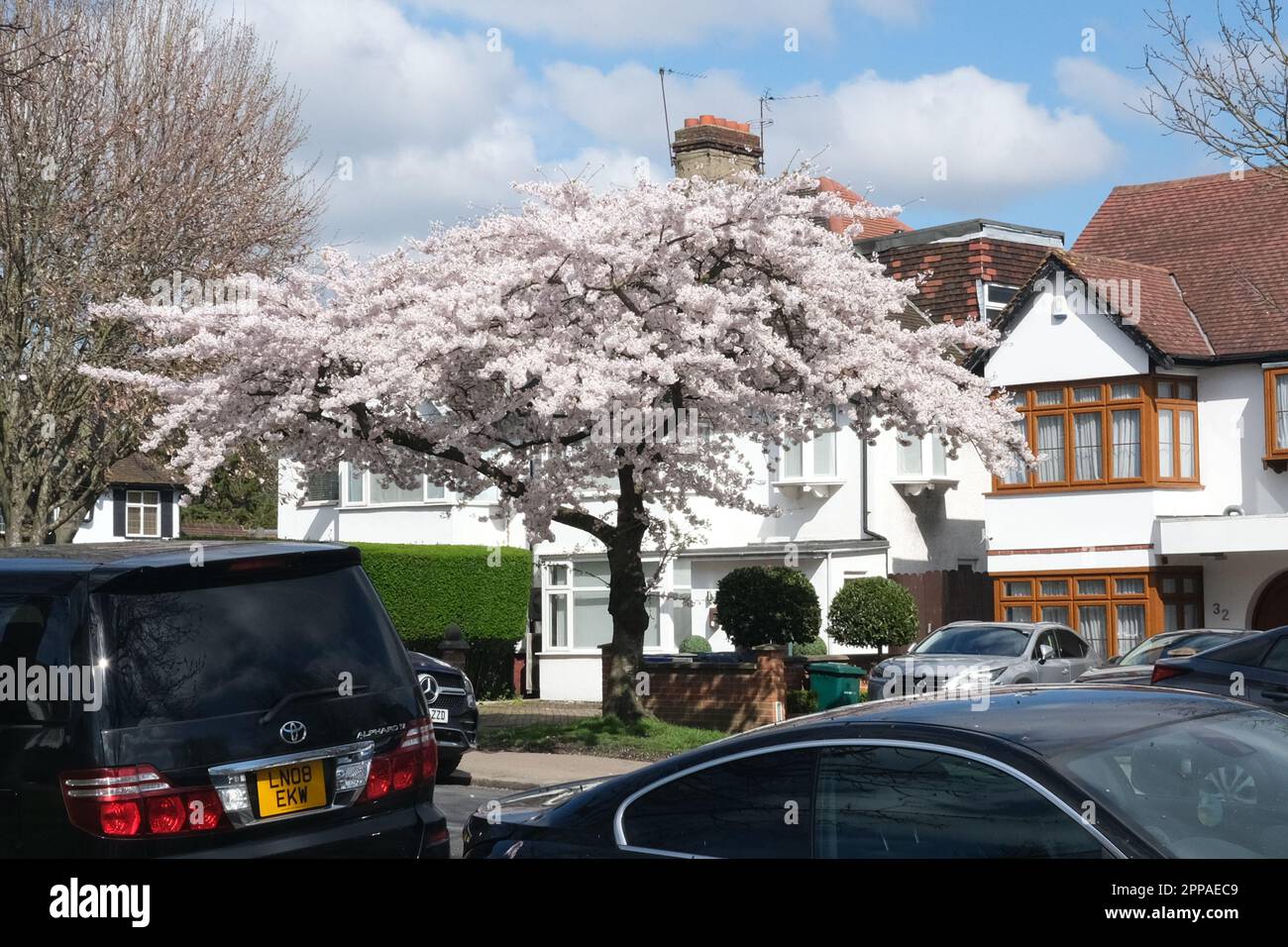 Questa immagine, scattata nel maggio 2023, mostra un albero straordinariamente bello, che porta fiori bianchi pinky nel sushine di tarda primavera a Hendon, North London. Foto Stock