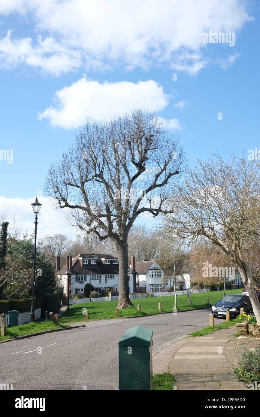 Un bell'albero sorge orgogliosamente su un'isola erbosa sotto il caldo sole primaverile nel sobborgo di Hampstead Garden, nel Nord Ovest di Londra Foto Stock