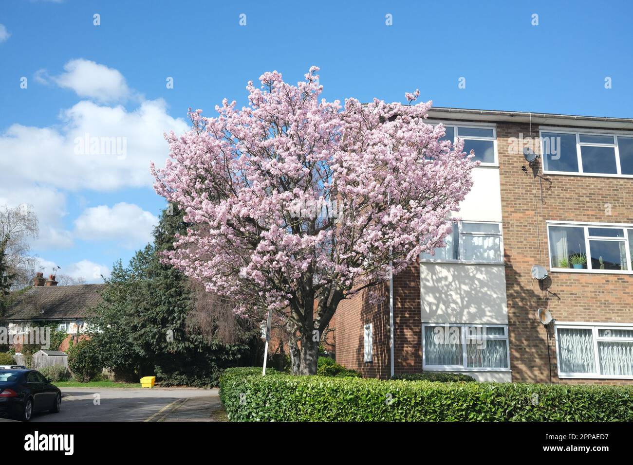 Questa immagine, scattata nel maggio 2023, mostra un albero incredibilmente bello, che porta fiori rosa nel caldo splendore primaverile di Finchley, North London. Foto Stock