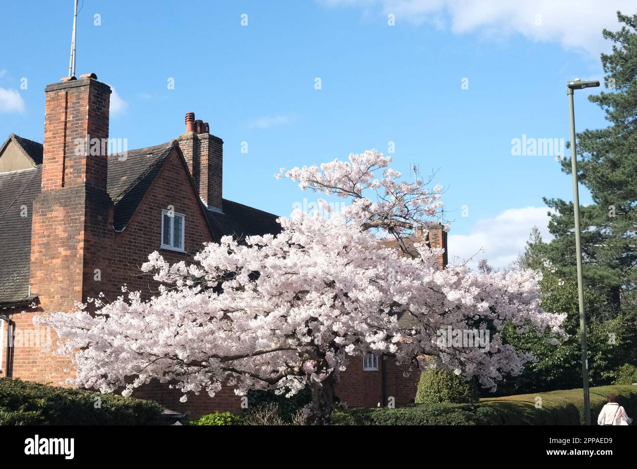 Questa immagine, scattata nel maggio 2023, mostra un albero incredibilmente bello, che porta fiori rosa nel caldo splendore primaverile di Finchley, North London. Foto Stock