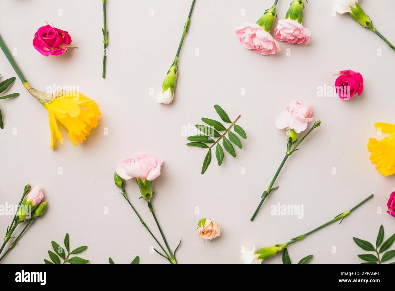 Primo piano garofani rose vicino alle foglie Foto Stock