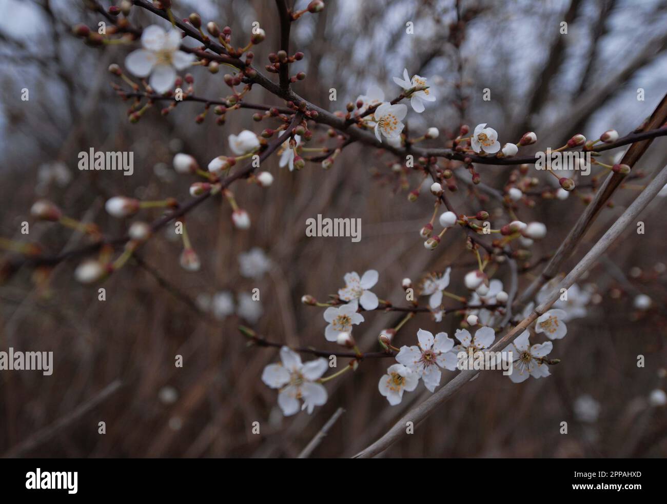 Fiore bianco e gemme su un albero di Blackthorn alla Royal Society for Protection of Birds Reserve (RSPB) Rainham Marshes, Essex, 12th marzo 2023. Foto Stock