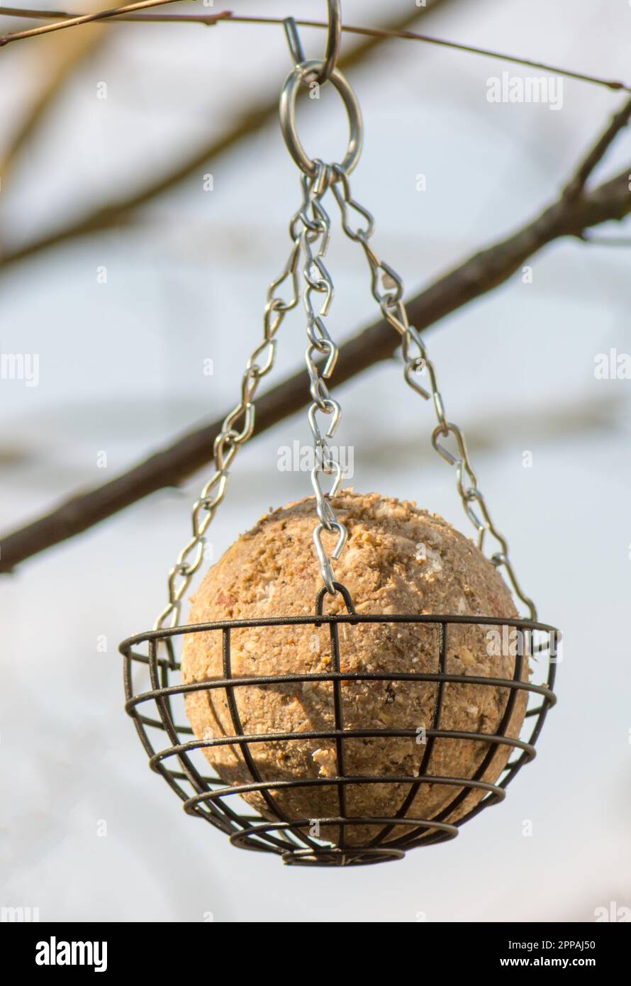 Bird Feeder con una palla di grasso appeso a un albero Foto Stock